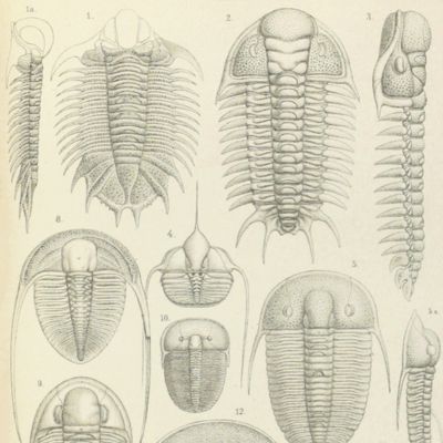 image for Die Klassen und Ordnungen des Thier-Reichs wissenschaftlich dargestellt in Wort und Bild. Von Dr. H. G. Bronn, fortgezetzt von A Gerstaecker. Fünfter Band. Gliederfüssler (Arthropoda). Die Klassen und Ordnungen der Arthropoda ... Fünfter Band, erste Abtheilung. Crustacea (Erste Hälfe). [AND] Die Klassen und Ordnungen der Arthropoda ... Fünfter Band. II. Abtheilung. Crustacea (Zweite Hälfte: Malacostraca).