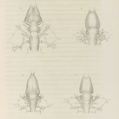 Amphibiorum nudorum neurologiae. Specimen primum.