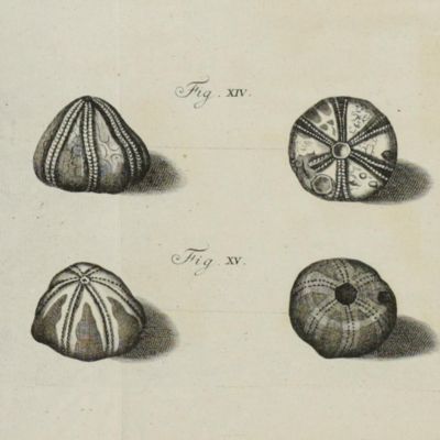 Versuche und Abhandlungen der Naturforschenden Gesellschaft in Danzig. Erster Theil - Zweiter Theil.