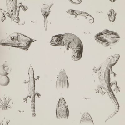 Die Reptilien und Amphibien von Madagascar. I. Studien über Reptilien aus Madagascar. [AND] Erster Nachtrag.