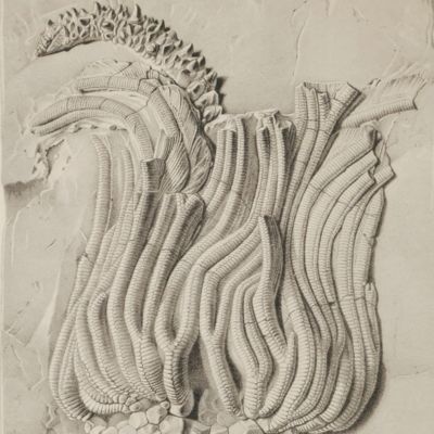 The North American Crinoidea Camerata. In two volumes with eighty-three plates.