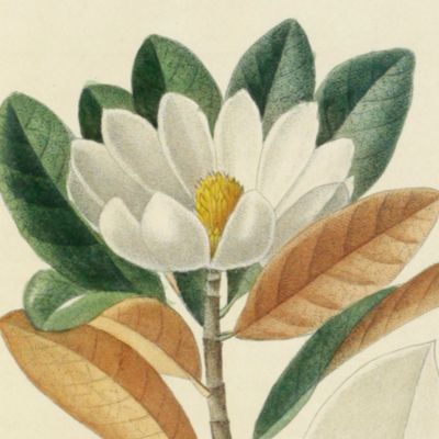 image for Flore pittoresque et médicale des Antilles, ou histoire naturelle des plantes usuelles des colonies Françaises, Anglaises, Espagnoles et Portugaises; Peinte d'après les dessins faits sur les lieux par M. J. Th. Descourtilz.