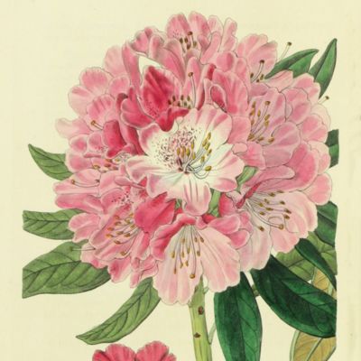 The Botanical Register: or ornamental flower-garden and shrubbery. Volumes 1-33 [AND] the appendix by John Lindley being the systematic index and sketch of the vegetation of the Swan river colony in Australia. [All published].
