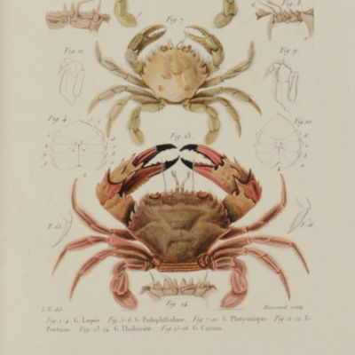 image for Histoire naturelle des crustacés comprenant l'anatomie, la physique et la classification de ces animaux. Atlas.