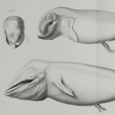 Vergleichend-anatomische und entwicklungsgeschichtliche Untersuchungen an Walthieren. I. Die Haut der Cetaceen. II. Die Hand der Cetaceen. III. Das Centralnervensystem der Cetaceen.