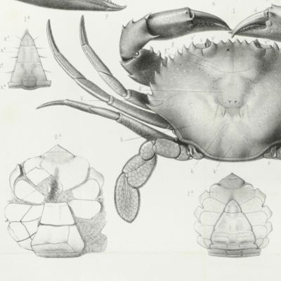 image for Histoire des crustacés podophthalmaires fossiles.