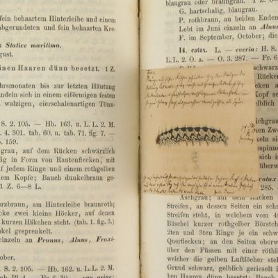 Die Pflanzen und Raupen Deutschlands. Versuch einer lepidopterologischen Botanik. Erster Theil. Systematische Beschreibung der Pflanzen, unter Angabe der an denselben lebenden Raupen. Mit einem Vorworte von A. Speyer. Zweiter Theil. Systematische Beschreibung der Raupen unter Angabe ihrer Lebensweise und Entwicklungszeiten.