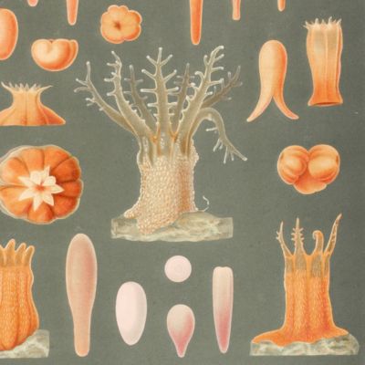 Die Gorgoniden des Golfes von Neapel und der angrenzenden Meeresabschnitte. Erster Theil einer Monographie der Anthozoa Alcyonania.