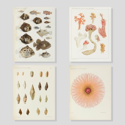image for Résultats des explorations zoologiques, botaniques, océanographiques et géologiques entreprises aux Indes Néerlandaises Orientale en 1899-1900, à bord du Siboga sous le commande de G. F. Tydeman, publiés par Max Weber. Livraison 1-148. [All published].