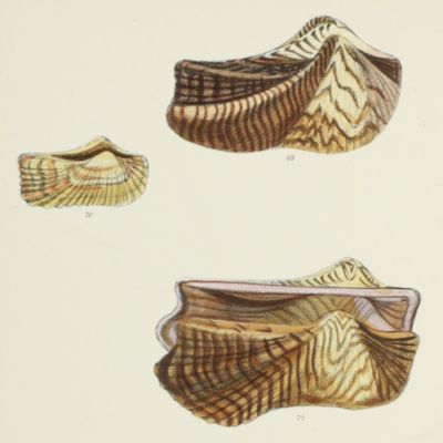 image for Conchologia Iconica. Monograph of the genus <em> Arca.</em>