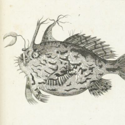 Histoire naturelle générale et particulière des poissons. Ouvrage faisant suite à l'histoire naturelle, générale et particulière, composée par Leclerc de Buffon, et mis dans un nouvel ordre par C. S. Sonnini, avec des notes et des additions. Tomes 1-13. [Complete fish section].