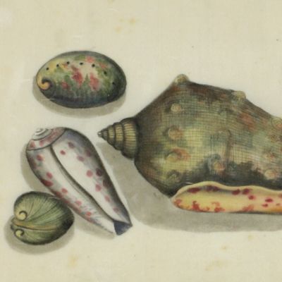 image for Chinese watercolour from around 1850. <em>Cassis, Conus, Haliotis, Nerita, Venus</em>.