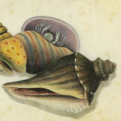 image for Chinese watercolour from around 1850. <em>Babylonia, Pusio, Tonna</em> with hermite crab, turbinid operculum.