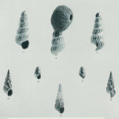 Materialien zur Naturgeschichte der Insel Celebes. I. Die Süsswasser-Mollusken von Celebes.