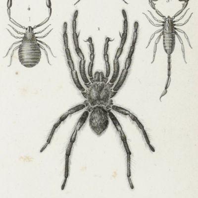 image for Considérations générales sur la classe des insectes. Ouvrage orné de soixante planches en taille-douce reprentant plus de trois cent cinquante genres d'insectes.