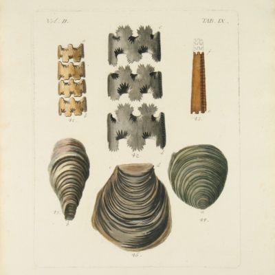 image for Naturgeschichte des Niederdeutschlands und anderer Gegenden. I-II (plates)