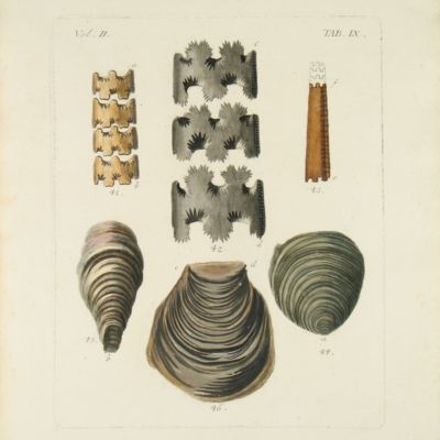 Naturgeschichte des Niederdeutschlands und anderer Gegenden. I-II (plates)