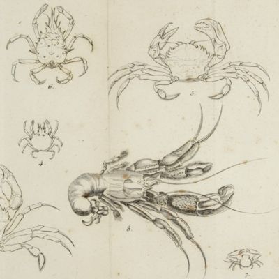 image for Histoire naturelle des crustacés des environs de Nice. Ornées de gravures.