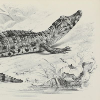 image for Synopsis of the species of recent crocodilians or emydosaurians, chiefly founded on the specimens in the British Museum and the Royal College of Surgeons.