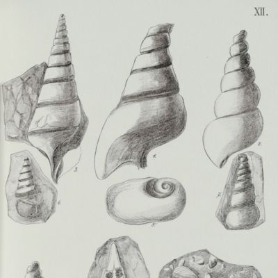 image for Versteinerungen der deutschen Trias (des Buntsandsteins, Muschelkalks und Keupers). auf Grund eigener Erfahrungen zusammengestellt und auf Stein gezeichnet.
