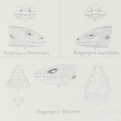 image for Über die im zoologischen Museum der Universität Breslau befindlichen Wirtelschleichen (Pseudosaura), Krüppelfüssler (Brachypoda), und einige andere, denselben verwandte Reptilien aus den Zünften der Schleigen und Dickzüngler.