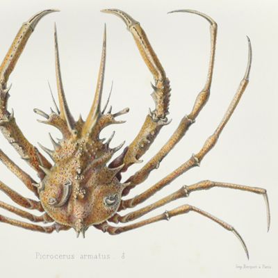 Recherches sur la faune carcinologique de la Nouvelle-Calédonie.