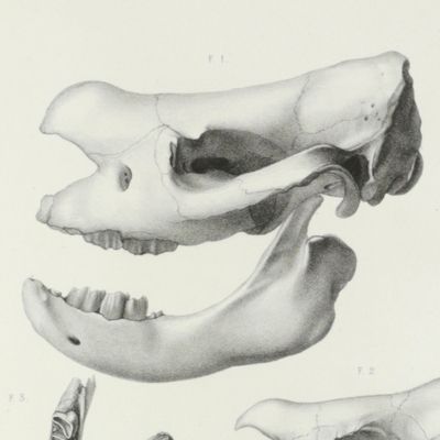 image for Nouvelles études sur les rhinocéros fossiles.
