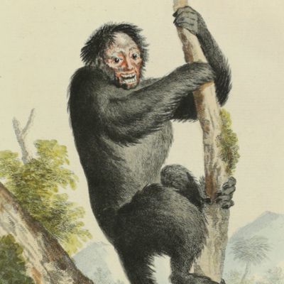 Description d'une espèce rare de singe d'Amerique à longue queuë, nommé quatto, par les naturels de païs, et, par les Hollandais, bosch-duivel, (diable des bois,) ou slinger-aap, (singe voltigeur;) reçu de la colonie Hollandoise de Surinam; et conservé dans le cabinet de son altesse sérénissime, monseigneur le prince d'Orange et de Nassau, Stadhouder héreditaire, gouverneur, capitaine géneral et amirail des Provinces-Unies des Pais-Bas, &c. &c. &c.