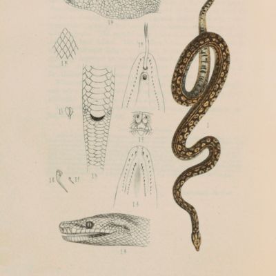 Natural history of Victoria. Prodromus of the zoology of Victoria; figures and descriptions of the living species of all classes of the Victorian indigenous animals. Decade II. [Herpetology].
