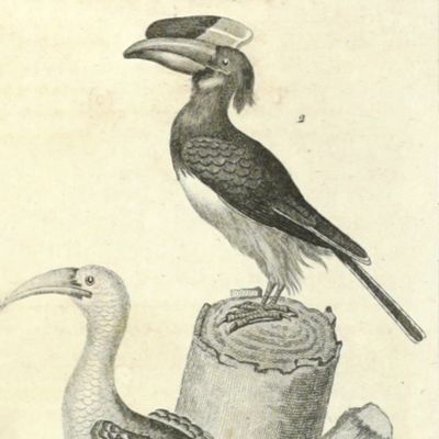 Histoire naturelle des oiseaux, par Leclerc de Buffon; augmentée de notes, d'additions considérables, et mise au courant des connoissances actuelles; avec les figures de tous les oiseaux connus, gravées d'après les dessins de Barraband. Ouvrage formant une ornithologie complette. Par C. S. Sonnini, membre de plusieurs sociétés savantes. Tomes 1-28. [The complete ornithology].