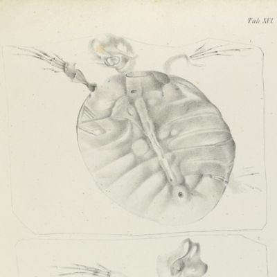 image for Ueber den Nager von Waltsch in Böhmen [AND] <em>Physichthys Höninghausi</em> aus dem Uebergangkalke der Eifel [AND] Schildkröte und Vogel aus dem Fischschiefer von Glarus [AND] <em>Helochelys Danubia</em>, aus dem Grünsande von Kelheim in Bayern [AND] <em>Trachyteuthis ensiformis</em>aus dem lithographischen Schiefer in Bayern.