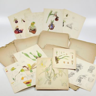 [Original orchid drawings and descriptions]