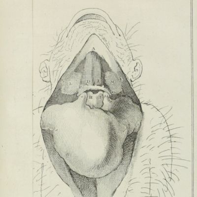 image for Account of the organs of speech of the orang outang. [Philosophical Transactions, 1779 Part I].