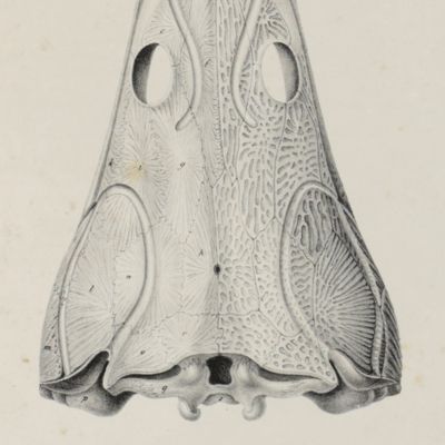 Die Labyrinthodonten aus dem bunten Sandstein von Bernburg, zoologisch geschildert. Erste Abtheilung. <em>Trematosaurus</em>. [All published].