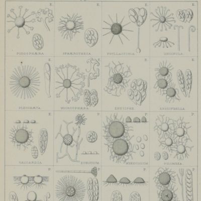 image for Révision des champignons tant supérieurs qu'inférieurs trouvés jusqu'à ce jour dans les Pays-Bas. I-II. [Complete] [AND] Catalogue raisonné des champignons des Pays-Bas.