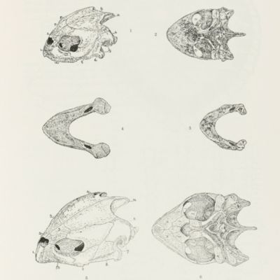 image for Some of Linné's reptiles and a mammal from Ceylon and elsewhere that are in Sweden. [AND] Some little-known characters of the two subspecies of <em> Lepidochelys olivacea</em> (Eschscholtz).