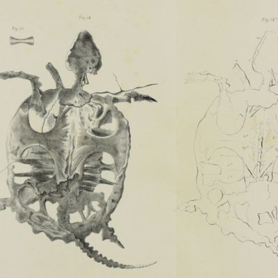 Des tortues fossiles conservées dans le Musée Teyler et dans quelques autres musées.