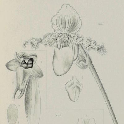 image for Die Orchideen von Java. [Complete with all text and plates].
