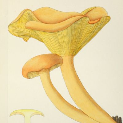 image for Contribution à la flore mycologique du territoire de Belfort. Catalogue raisonné des champignons qui y croissent.