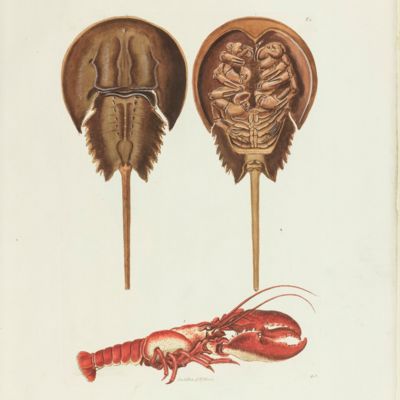 image for Delices de la nature ou choix de tout ce que les trois regnes de la nature renferment de plus digne des recherches d'un curieux, pour en former un cabinet ouvrage communiqué ci-devant au public par Georg Wolfgang Knorr célébre graveur de Nuremberg continué par ses héritiers avec les descriptions et remarques de Philippe Louis Statius Müller ... revû, corrigé et augmenté d'une préface par Mr. Jean Ernest Emanuel Walch ...traduit de l'allemand par Jaques Frederic Isenflamm. [Écrivisses - crustaceans].