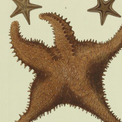 Delices de la nature ou choix de tout ce que les trois regnes de la nature renferment de plus digne des recherches d'un curieux, pour en former un cabinet ouvrage communiqué ci-devant au public par Georg Wolfgang Knorr célébre graveur de Nuremberg continué par ses héritiers avec les descriptions et remarques de Philippe Louis Statius Müller ... revû, corrigé et augmenté d'une préface par Mr. Jean Ernest Emanuel Walch ...traduit de l'allemand par Jaques Frederic Isenflamm. [etoiles de mer - starfish].