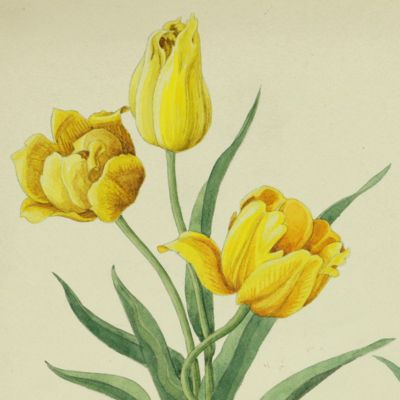 Original hand-coloured pen & ink drawings and watercolours of flowers.