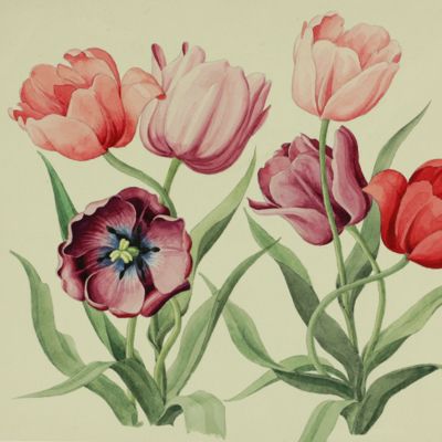 image for Original hand-coloured pen & ink drawings and watercolours of flowers.