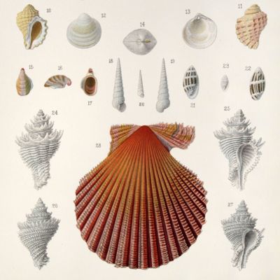 Index molluscorum maris japonici. Conscriptus et tabulis iconum xvi illustratus.