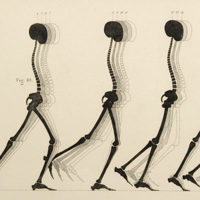 Traité d'anatomie générale ou histoire des tissus et de la composition chimique du corps humain. Volumes II-VIII, Atlas. [Complete].