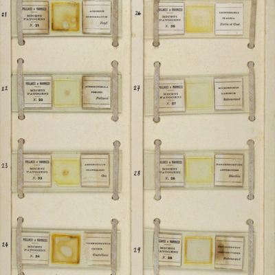 image for I miceti patogeni dell'uomo e degli animali, descritti, delineati e preparati per l'osservazione al microscopio, con notizie sopra i rimedi per combatterli. Fasciculo I-X. [Complete].