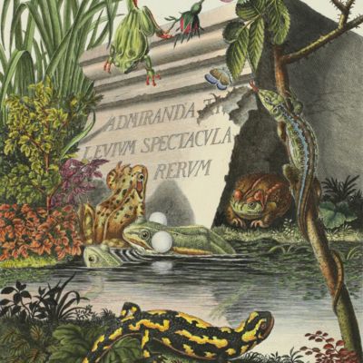 image for Naturgeschichte der Froesche Deutschlands. Neue vom Präsidenten J. C. D. von Schreber verbesserte und von Dr. und Professor J. Wolf mit einem ergänzenden Nachtrag versehene Auflage.
