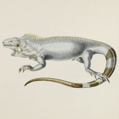 Delices de la nature ou choix de tout ce que les trois regnes de la nature renferment de plus digne des recherches d'un curieux, pour en former un cabinet ouvrage communiqué ci-devant au public par Georg Wolfgang Knorr célébre graveur de Nuremberg continué par ses héritiers avec les descriptions et remarques de Philippe Louis Statius Müller ... revû, corrigé et augmenté d'une préface par Mr. Jean Ernest Emanuel Walch ...traduit de l'allemand par Jaques Frederic Isenflamm. [Amphibiens, lézards, serpens].