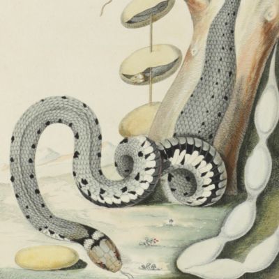 Verhandeling over de slangen en adders die in het Landschap Drenthe gevonden worden. Met byvoeging van eenige aanmerkingen en byzonderheden, tot deze en andere slangsoorten betrekkelyk. Traité des serpens et des vipères qu'on trouve dans le pays de Drenthe, au quel on a ajouté quelques remarques et quelques particularités relatives a ces espèces de serpens et a d'autres.