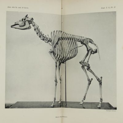 image for Recherches sur l'okapi et les girafes de l'est Africain.